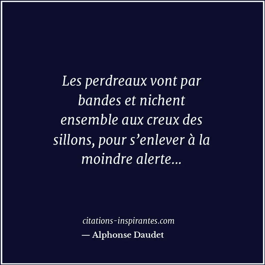 Les perdreaux vont par bandes et nichent ensemble aux creux des sillons, pour s’... Citation de Alphonse Daudet