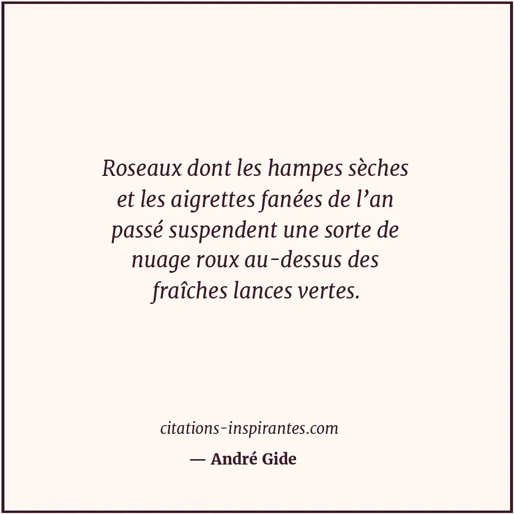 Roseaux dont les hampes sèches et les aigrettes fanées de l’an passé suspendent... Citation de André Gide